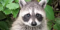 mammal_raccoon-wisconsin_mary-braatz_600x300.webp