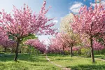 BerlinCherryBlossomGettyImages-736044561PhilippDase-5aa5394bfa6bcc0037c1f923.webp