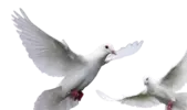 doves-png-27.webp