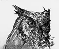 owl1.webp