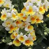 nemesia-yellow-and-white.webp