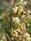 Cuscuta-australis_by_TamasExner.webp