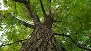 black-walnut-tree-juglans-nigra01.webp