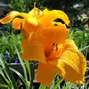 0006146_chicago-gold-coast-hemerocallis-plant_550.webp