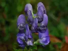 Monkshood-1.webp