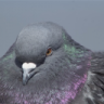 PuffyPigeon