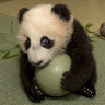 Panda_bear